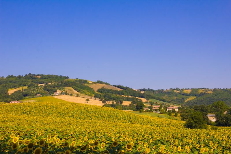 Campo di girasoli in Umbria