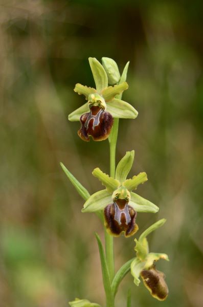 orchidee selvatiche in natura