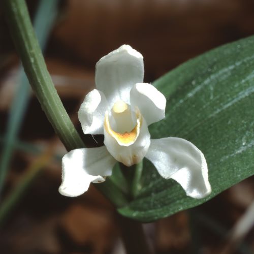Orchidea selvatica bianca