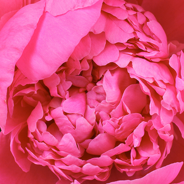 primo piano peonia fucsia con i petali in bella vista