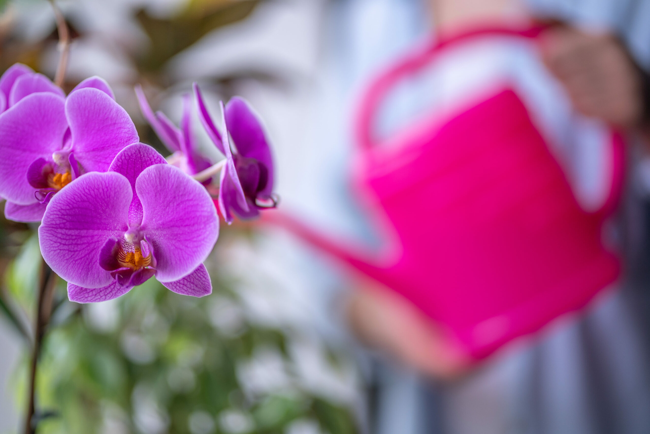orchidea viola primo piano che viene innaffiata con un annaffiatoio rosa