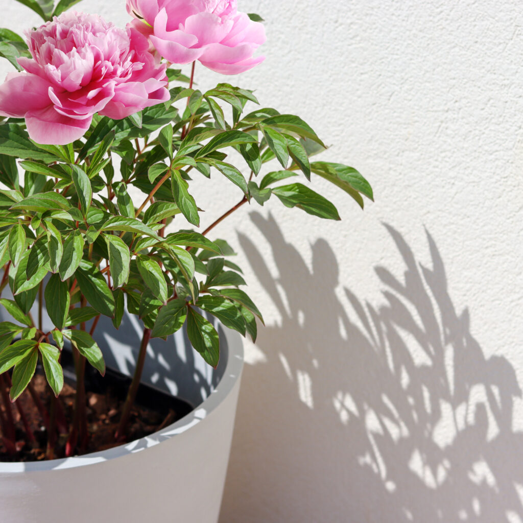 primo piano peonie fucsia in vaso bianco