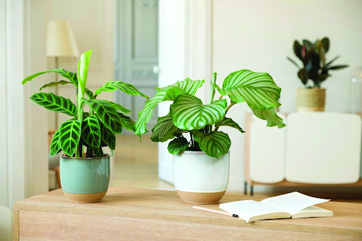piante verdi da appartamento in vaso celeste e in vaso bianco