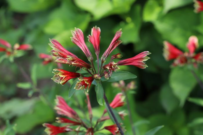 cura dell’alstroemeria psittacina