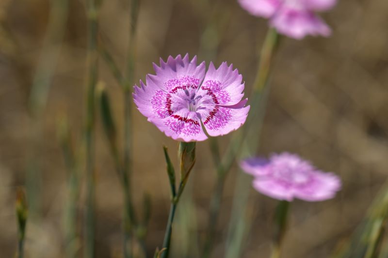 Garofano piumoso rosa