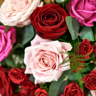differenti varietà di rose, primo piano rose rosa, rosse, fuxia e un po' di verde