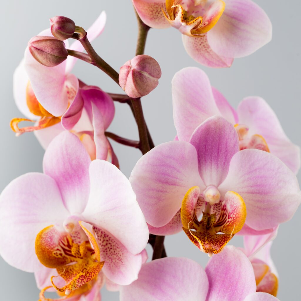 far rifiorire un’orchidea