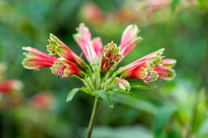 Fioritura dell’alstroemeria psittacina