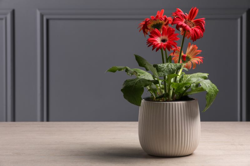 Gerbera in vaso in inverno