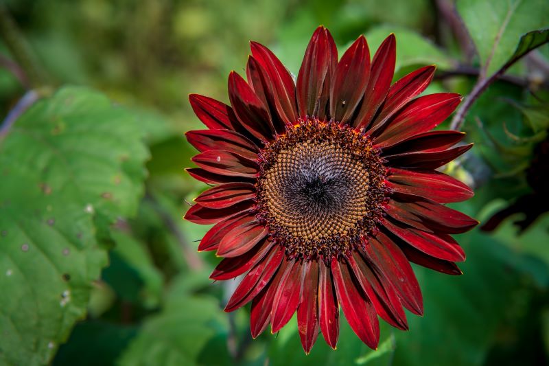 Girasole Moulin Rouge