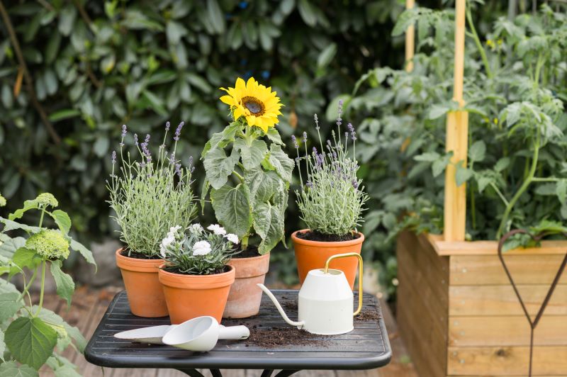 Girasoli e altre piante in vaso