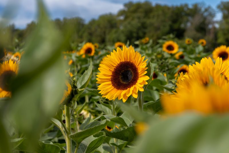 Girasoli Procut