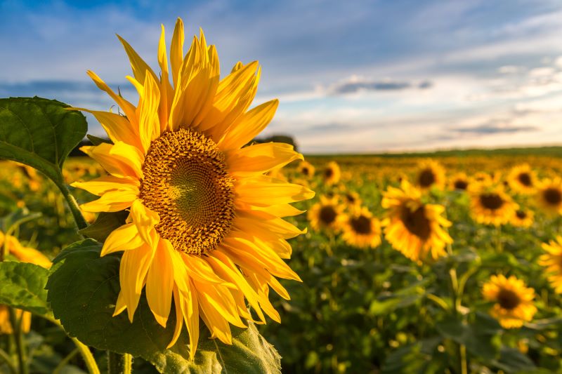 Campo di girasoli