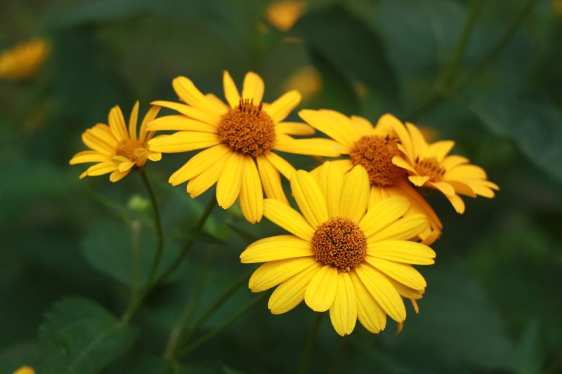 Helianthus Pauciflorus