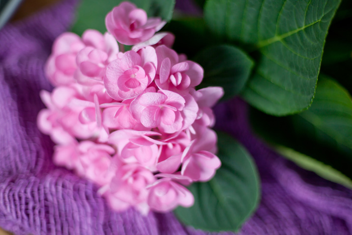 Fiore di ortensia rosa in primo piano