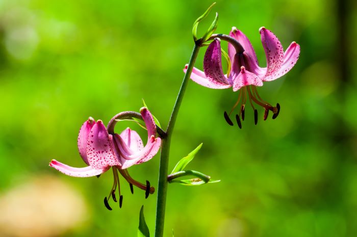 Lilium Martagon