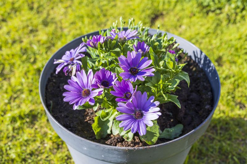 Margherita africana in vaso