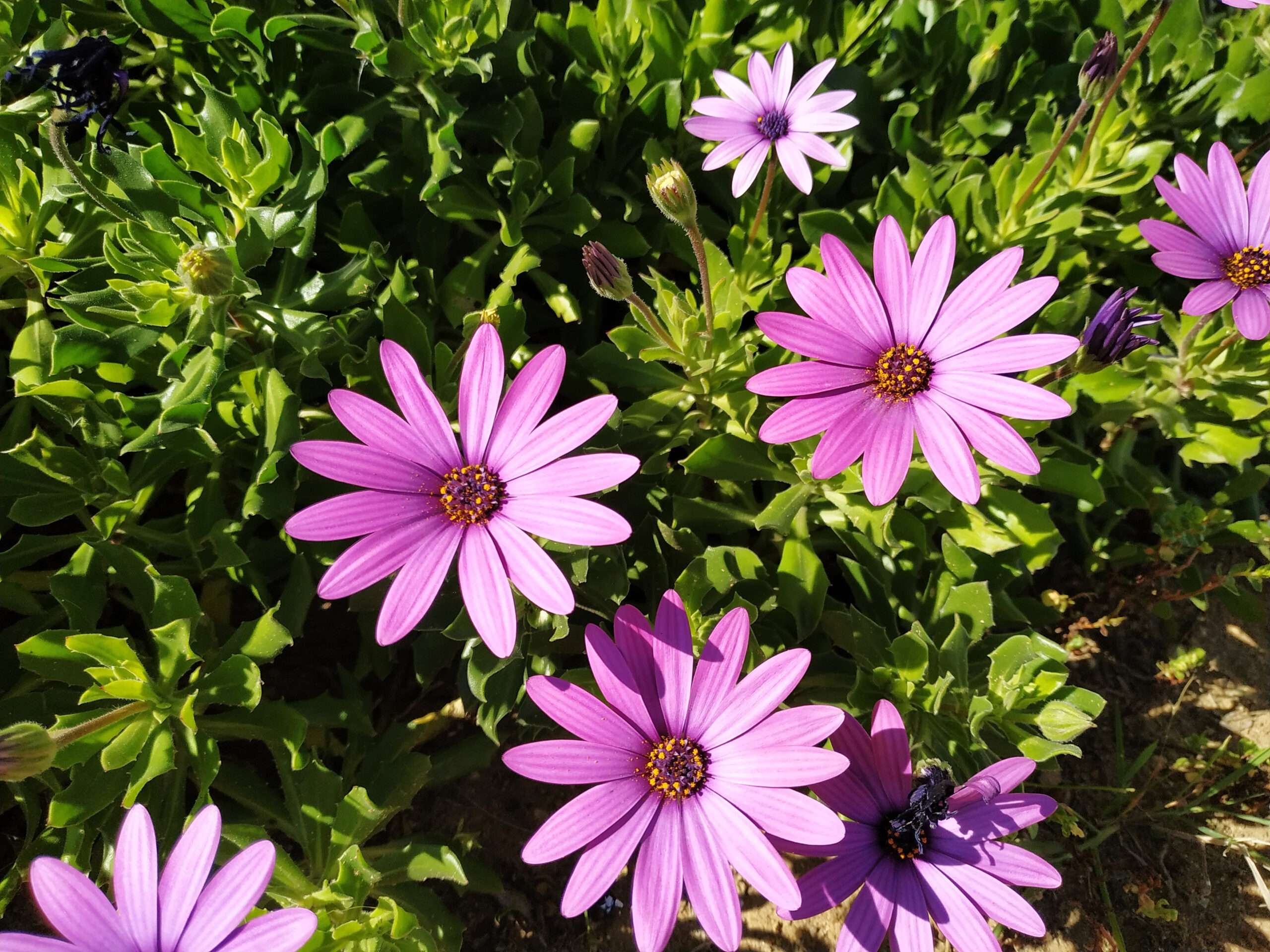 Pianta di margherita africana in fiore