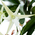 orchidea angraecum