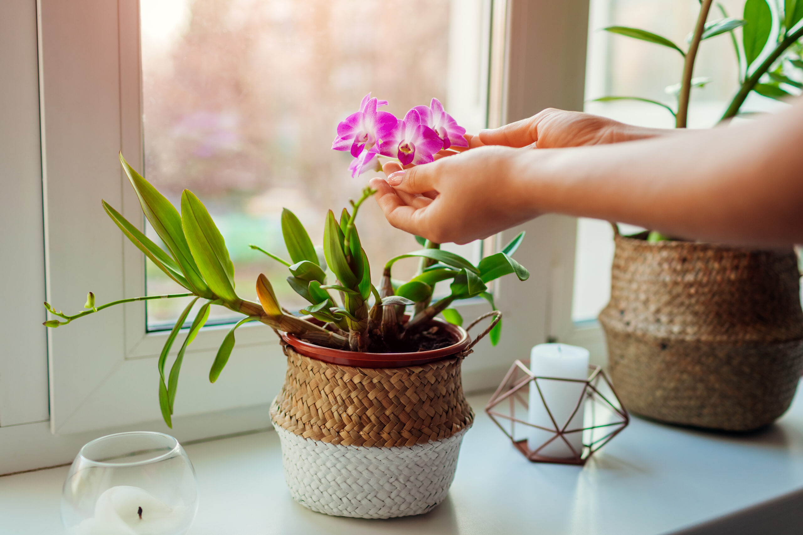 Mani che curano un'orchidea in vaso.