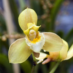 L’orchidea Brassavola