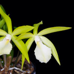 L’orchidea Brassia