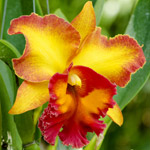 L’orchidea Cattleya