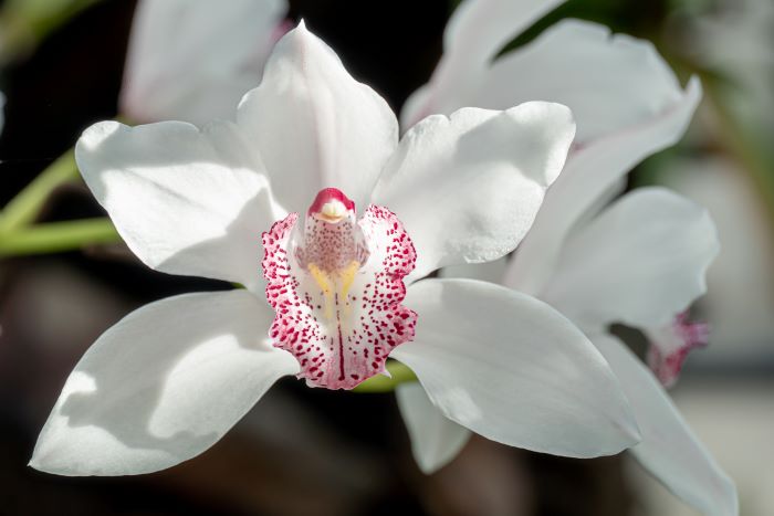 Orchidea cymbidium