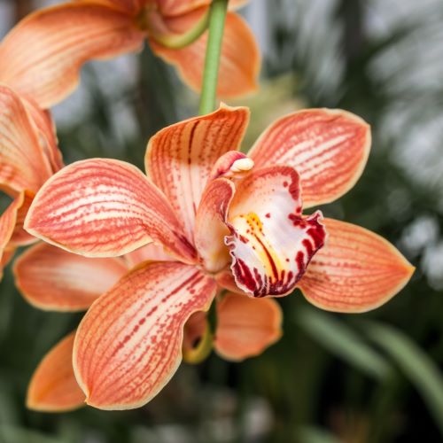 Orchidea Cymbidium Arancione