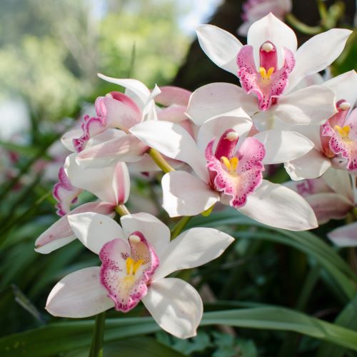 Orchidea Cymbidium Bianca