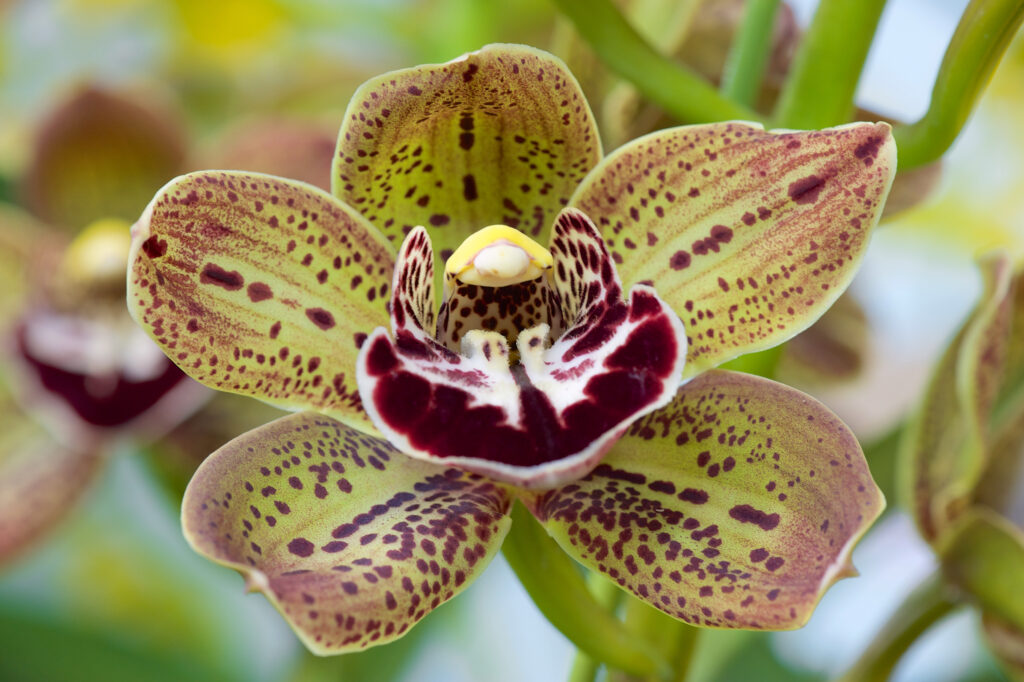 orchidea gialla e viola primo piano