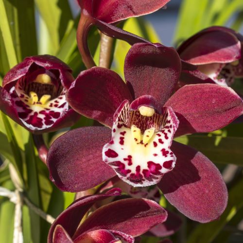 Orchidea Cymbidium Rossa