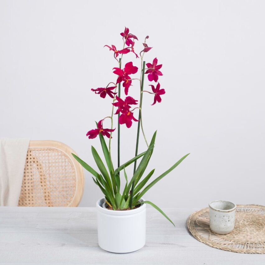 orchidea da regalare a una donna con fiori viola in un vaso bianco