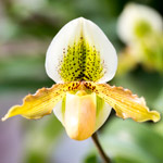 L’orchidea dello zoccolo di Venere