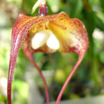 L’orchidea Dracula