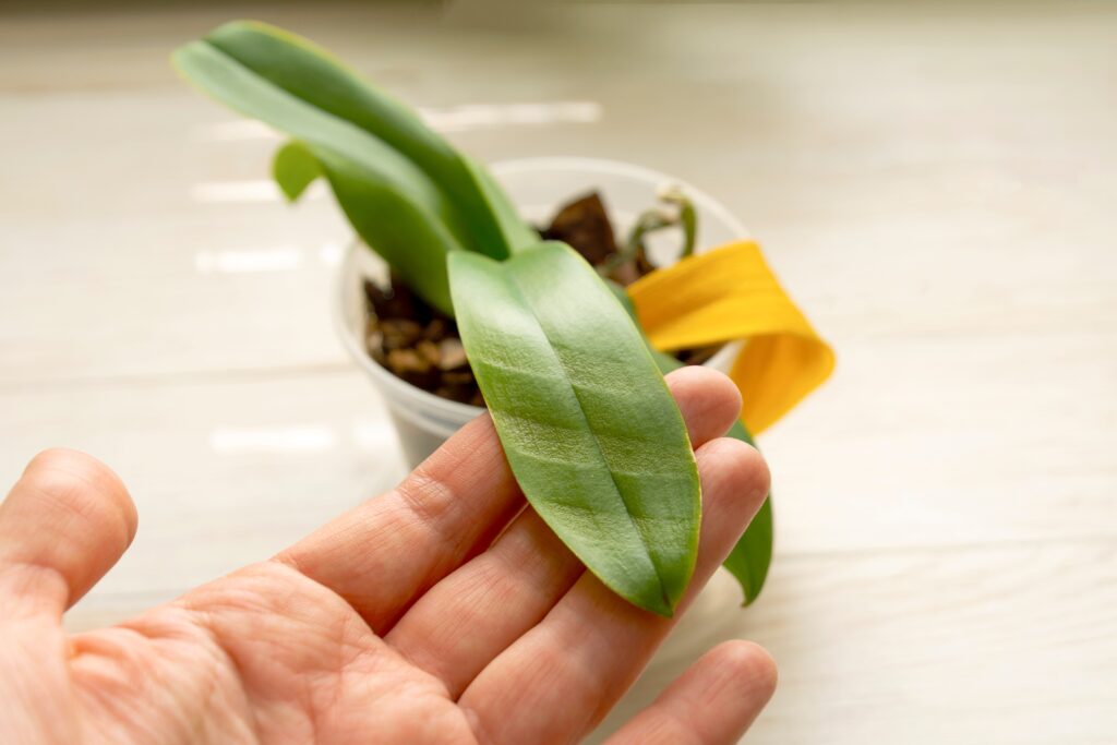 foglie dell'orchidea che stanno appassendo