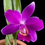 L’orchidea Laelia