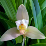 L’orchidea Lycaste
