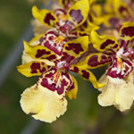 L’orchidea Odonto