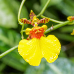 L’orchidea Oncidium
