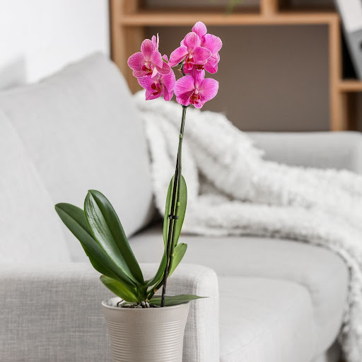 orchidea con i petali rosa in vaso grigio posizionata vicino al divano