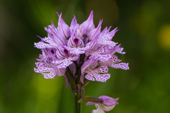 Orchidea selvatica in natura