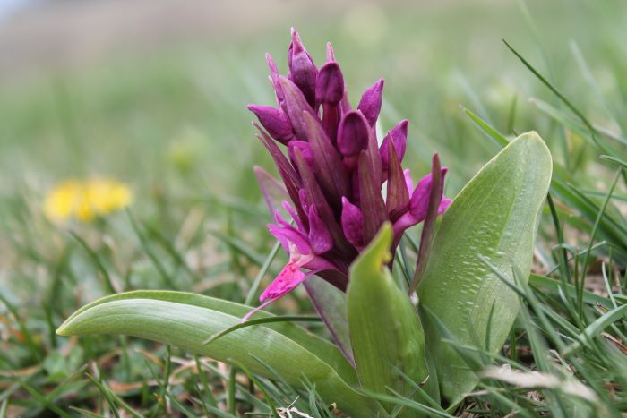 Orchidea selvatica viola