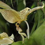 L’orchidea Stanhopea