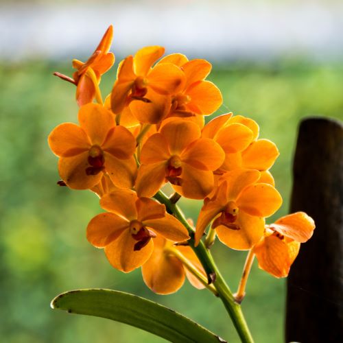 Orchidea Vanda Arancione