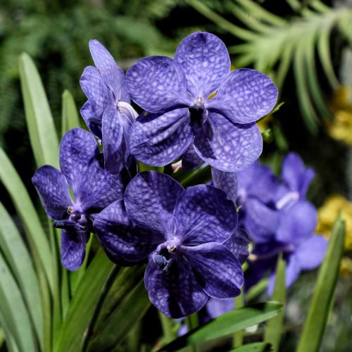 Orchidea Vanda blu