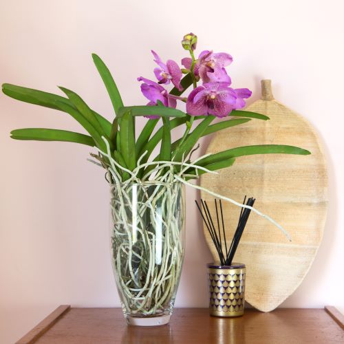 orchidea Vanda in vaso