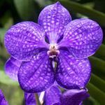 L’orchidea Vanda