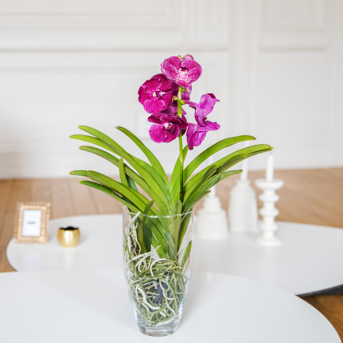 Orchidea Vanda in vaso