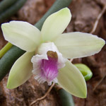 L’orchidea Vaniglia